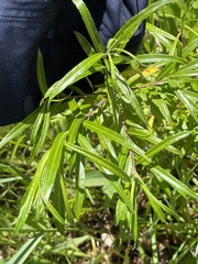 Salix schwerinii