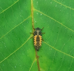 Harmonia axyridis