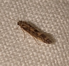 Agraylea multipunctata