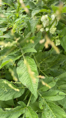 Chaerophyllum aromaticum