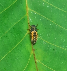 Harmonia axyridis