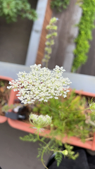 Daucus carota