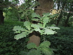 Quercus robur imeretina