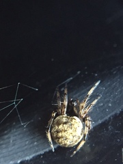 Dipoena melanogaster