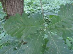 Quercus robur imeretina