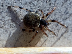 Dipoena melanogaster