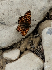 Melitaea phoebe occitanica