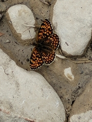 Melitaea phoebe occitanica