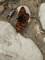 Melitaea phoebe occitanica