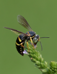 Bicyrtes insidiatrix