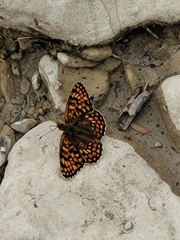 Melitaea phoebe occitanica
