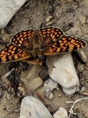 Melitaea phoebe occitanica