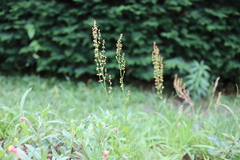 Rumex acetosella angiocarpus