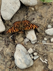 Melitaea phoebe occitanica