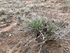 Acleisanthes lanceolata