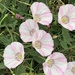 Field Bindweed