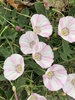 Field Bindweed - Photo (c) vivienratcliffe, some rights reserved (CC BY-NC)