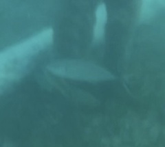 Caranx ruber