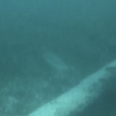Caranx ruber