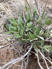 Acleisanthes lanceolata