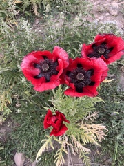 Papaver bracteatum