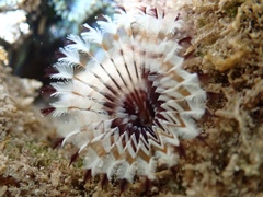 Bispira melanostigma