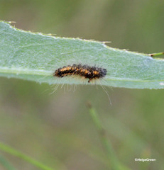 Acronicta auricoma