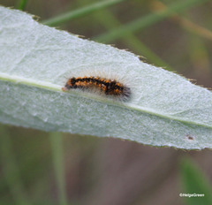 Acronicta auricoma