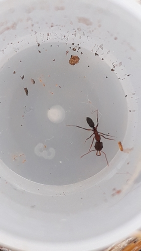 Anochetus kanariensisAnochetus kanariensis