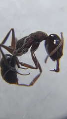 Anochetus kanariensis