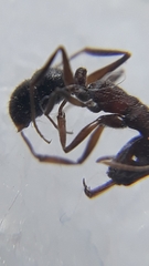 Anochetus kanariensis