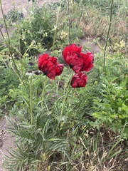Papaver bracteatum