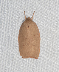 Prionocris complanula