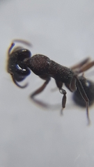 Anochetus kanariensis