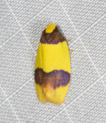 Heterallactis euchrysa
