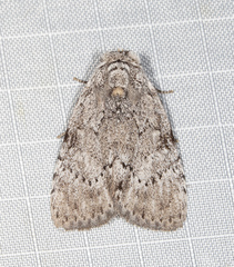 Barasa cymatistis
