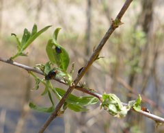 Plagiodera arizonae