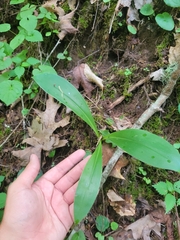 Clintonia umbellulata