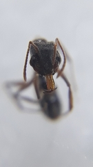 Anochetus kanariensis