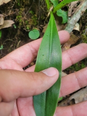 Clintonia umbellulata