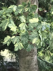 Acer pseudoplatanus