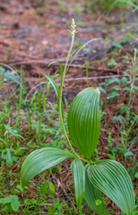 Veratrum nigrum