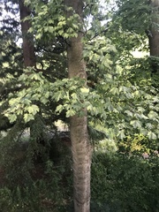 Acer pseudoplatanus