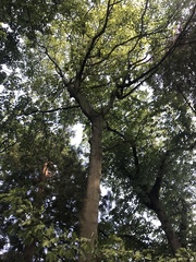 Acer pseudoplatanus
