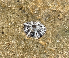 Siphonaria normalis