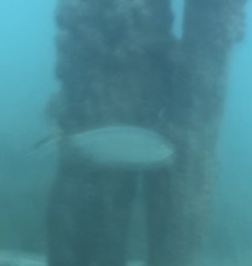 Caranx ruber