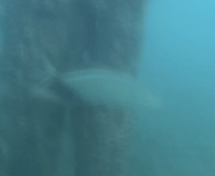 Caranx ruber