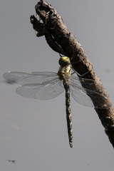 Aeshna cyanea