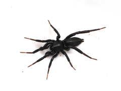 Drassyllus praeficus