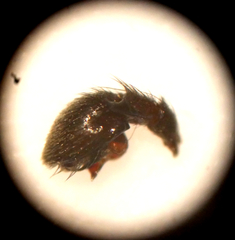 Drassyllus praeficus